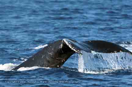Humpback Whale fluke profile - Maui, Hawaii